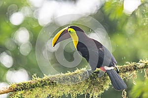 Keel-billed Toucan - Ramphastos sulfuratus,