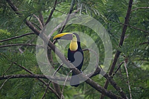 Keel-billed Toucan - Ramphastos sulfuratus,