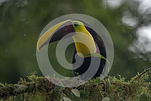 Keel-billed Toucan - Ramphastos sulfuratus,