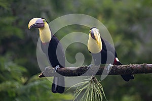 Keel-billed Toucan - Ramphastos sulfuratus,