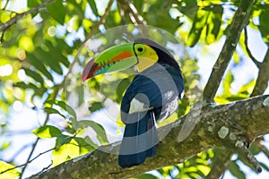 Keel-billed Toucan - Ramphastos sulfuratus,