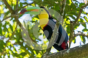 Keel-billed Toucan - Ramphastos sulfuratus,