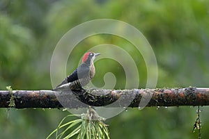 Keel-billed Toucan - Ramphastos sulfuratus,