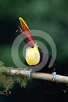 Keel-billed Toucan - Ramphastos sulfuratus