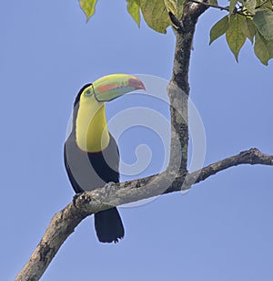 Keel-billed Toucan (Ramphastos sulfuratus)