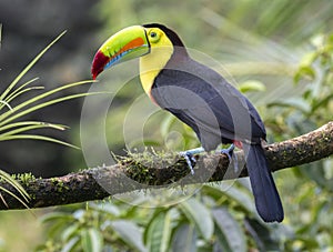 Keel-billed Toucan (Ramphastos sulfuratus)