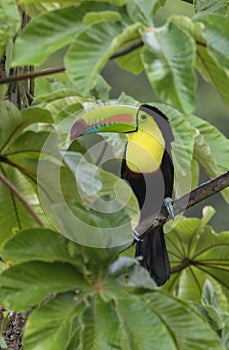 Keel-billed Toucan (Ramphastos sulfuratus)