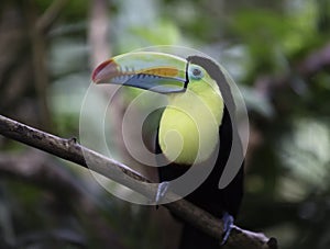 Keel-billed Toucan (Ramphastos sulfuratus)