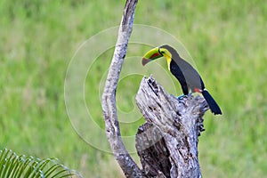 Keel-billed toucan Ramphastos sulfuratus