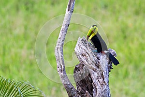 Keel-billed toucan Ramphastos sulfuratus