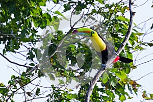 Keel-billed toucan Ramphastos sulfuratus