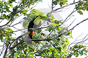 Keel-billed toucan Ramphastos sulfuratus