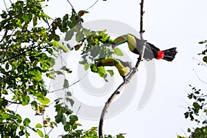 Keel-billed toucan Ramphastos sulfuratus