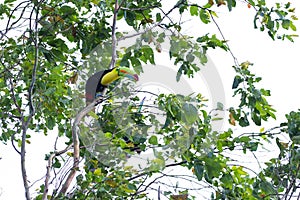 Keel-billed toucan Ramphastos sulfuratus