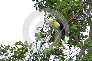 Keel-billed toucan Ramphastos sulfuratus