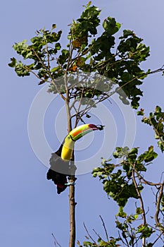 Keel-billed toucan Ramphastos sulfuratus