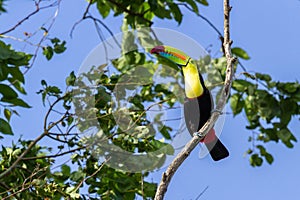 Keel-billed toucan Ramphastos sulfuratus