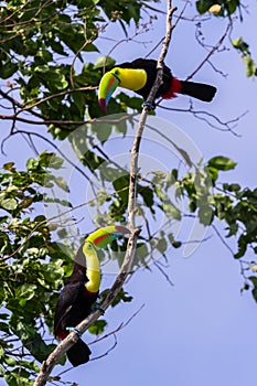 Keel-billed toucan Ramphastos sulfuratus