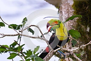 Keel-billed toucan Ramphastos sulfuratus