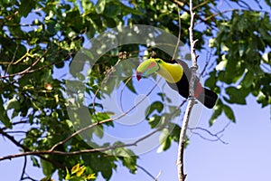 Keel-billed toucan Ramphastos sulfuratus