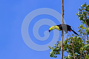 Keel-billed toucan Ramphastos sulfuratus