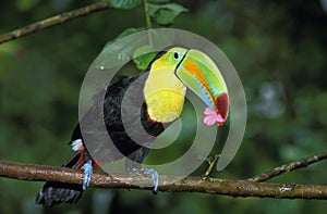 Keel-Billed Toucan, ramphastos sulfuratus, Adult Eating Flower, Costa Rica