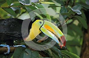 Keel-Billed Toucan, ramphastos sulfuratus, Adult Eating Seed, Costa Rica