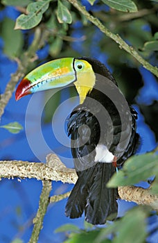 Keel Billed Toucan, ramphastos sulfuratus, Adult with Nice Colours, Costa Rica