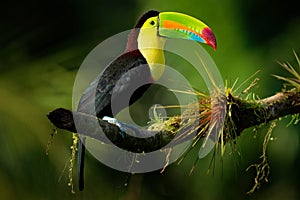 Keel-billed Toucan - Ramphastos sulfuratus also known as sulfur-breasted toucan or rainbow-billed toucan photo