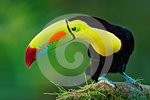 Keel-billed Toucan - Ramphastos sulfuratus also known as sulfur-breasted toucan or rainbow-billed toucan