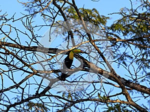 Keel-billed toucan, Ramphastos sulfuratus, Belize, Cockscob Basin wildlife sanctuary