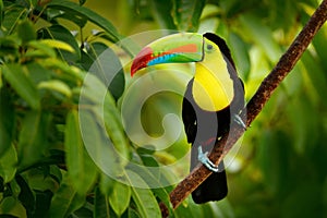 Keel-billed Toucan, Ramphastos sulfuratus, bird with big bill.