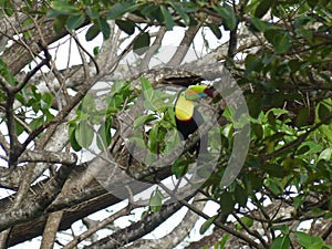 Keel-billed Toucan, Ramphastos sulfuratus, bird with big bill. Costa Rica