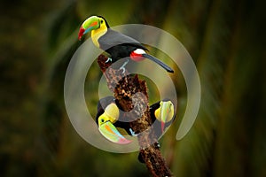 Keel-billed Toucan, Ramphastos sulfuratus, bird with big bill sitting on branch in the forest, Costa Rica. Nature travel in