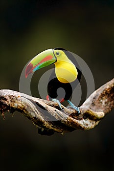 Keel-billed Toucan, Ramphastos sulfuratus, bird with big bill sitting on branch in the forest, Costa Rica. Nature travel in