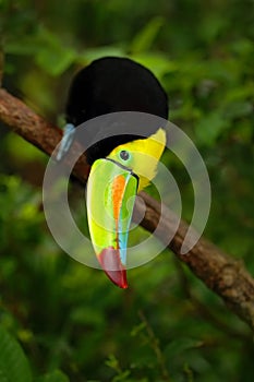 Keel-billed Toucan, Ramphastos sulfuratus, bird with big bill sitting on the branch in the forest, detail beak portrait, animal in photo