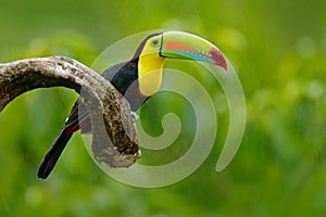 Keel-billed Toucan, Ramphastos sulfuratus, bird with big bill. Toucan sitting on the branch in the forest, green vegetation, Nicar photo