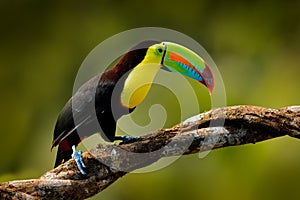 Keel-billed Toucan, Ramphastos sulfuratus, bird with big bill sitting on branch in the forest, Guatemala. Nature travel in central