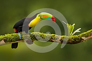 Keel-billed Toucan, Ramphastos sulfuratus, bird with big bill. Toucan sitting on the branch in the forest, Boca Tapada, green vege