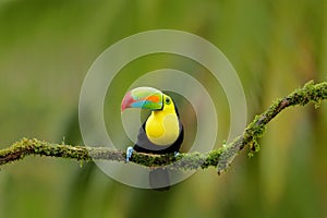 Keel-billed Toucan, Ramphastos sulfuratus, bird with big bill. Toucan sitting on the branch in the forest, Boca Tapada, green vege photo