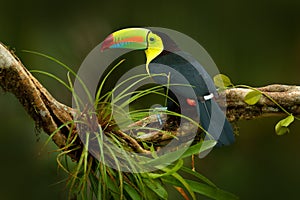 Keel-billed Toucan, Ramphastos sulfuratus, bird with big bill. Toucan sitting on the branch in the forest, Boca Tapada, green vege photo