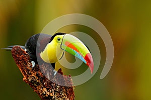 Keel-billed Toucan, Ramphastos sulfuratus, bird with big bill. Toucan sitting on the branch in the forest, Boca Tapada, Laguna de