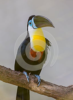 Keel-billed Toucan, Ramphastos sulfuratus, bird with big bill. Toucan sitting on the branch in the forest, green