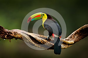 Keel-billed Toucan, Ramphastos sulfuratus, bird with big bill. Toucan sitting on branch in the forest, Guatemala. Nature travel in