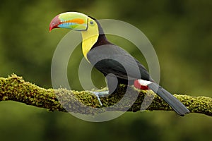 Keel-billed Toucan, Ramphastos sulfuratus, bird with big bill. Toucan sitting on branch in the forest, Mexico. Nature travel in ce photo