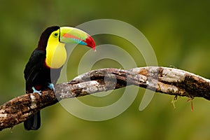 Keel-billed Toucan, Ramphastos sulfuratus, bird with big bill. Toucan sitting on the branch in the forest, Panama. Nature travel i