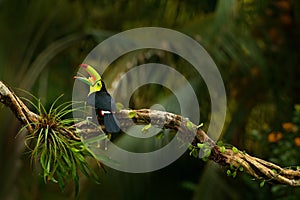 Keel-billed Toucan, Ramphastos sulfuratus, bird with big open bill. Toucan sitting on the branch, forest, Boca Tapada, green veget