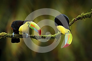 Keel-billed Toucan, Ramphastos sulfuratus, birds with big bill sitting on branch in the forest, Costa Rica. Nature travel in