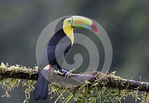 A Keel-billed toucan Ramphastos sulfuratus closeup perched on a mossy branch in the rainforests of Costa Rica
