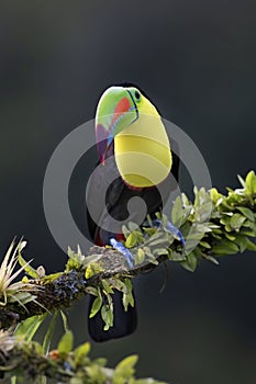 A Keel-billed toucan Ramphastos sulfuratus closeup perched on a mossy branch in the rainforests of Costa Rica